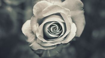 white rose, black and white Wallpaper 3840x2160