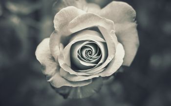 white rose, black and white Wallpaper 1920x1200