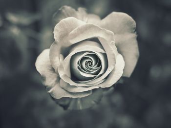 white rose, black and white Wallpaper 800x600