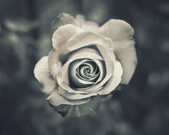 white rose, black and white Wallpaper 1280x1024