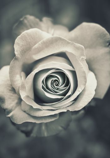 white rose, black and white Wallpaper 1640x2360