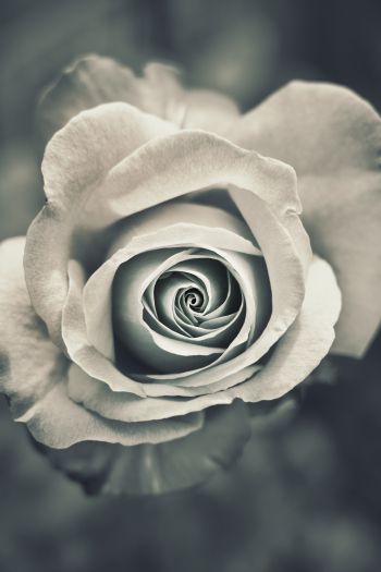 Обои 640x960 белая роза, черное и белое