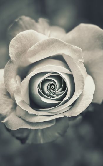 white rose, black and white Wallpaper 1752x2800