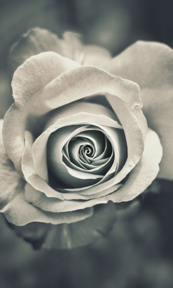 white rose, black and white Wallpaper 1200x2000