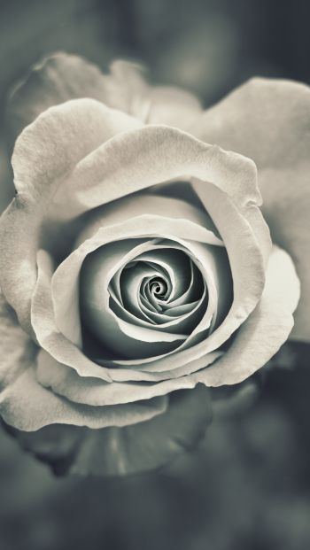 Обои 640x1136 белая роза, черное и белое