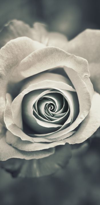 Обои 1440x2960 белая роза, черное и белое