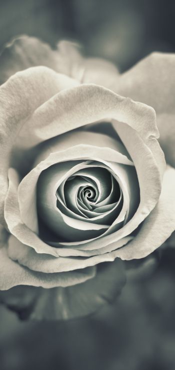 Обои 1440x3040 белая роза, черное и белое