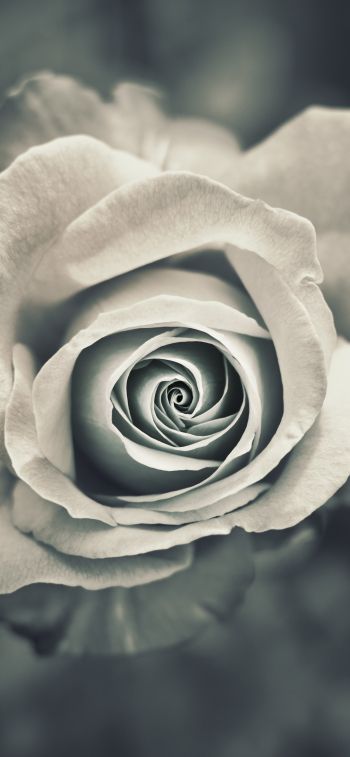 Обои 1125x2436 белая роза, черное и белое