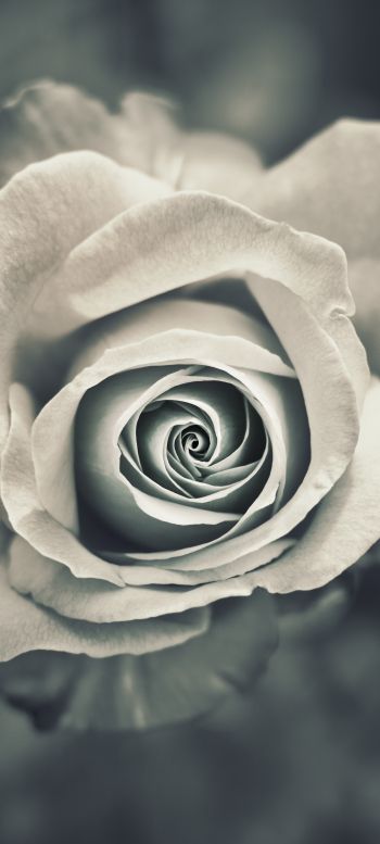 Обои 1080x2400 белая роза, черное и белое