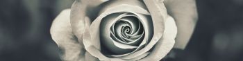 white rose, black and white Wallpaper 1590x400