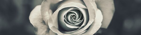 white rose, black and white Wallpaper 1590x400