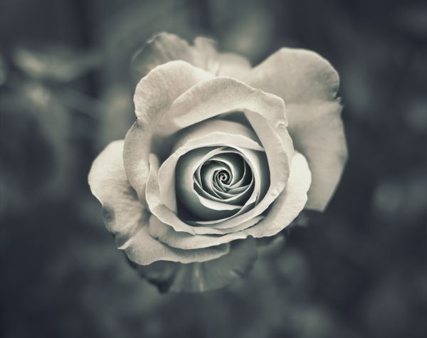 white rose, black and white Wallpaper 3940x3123