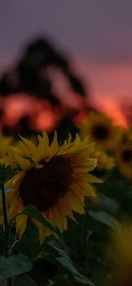field of sunflowers, sunset, dawn Wallpaper 1284x2778