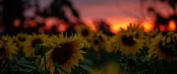 field of sunflowers, sunset, dawn Wallpaper 2560x1080