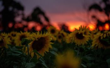 field of sunflowers, sunset, dawn Wallpaper 1920x1200