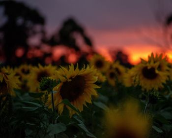 field of sunflowers, sunset, dawn Wallpaper 1280x1024