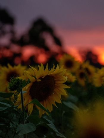 field of sunflowers, sunset, dawn Wallpaper 1536x2048