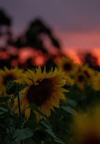 field of sunflowers, sunset, dawn Wallpaper 1668x2388