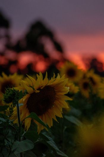 field of sunflowers, sunset, dawn Wallpaper 640x960
