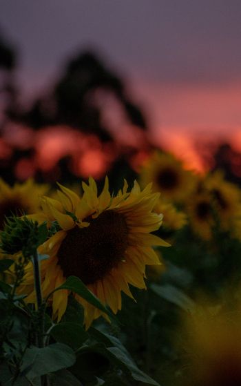 field of sunflowers, sunset, dawn Wallpaper 1752x2800