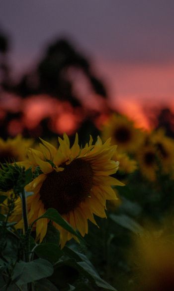 field of sunflowers, sunset, dawn Wallpaper 1200x2000
