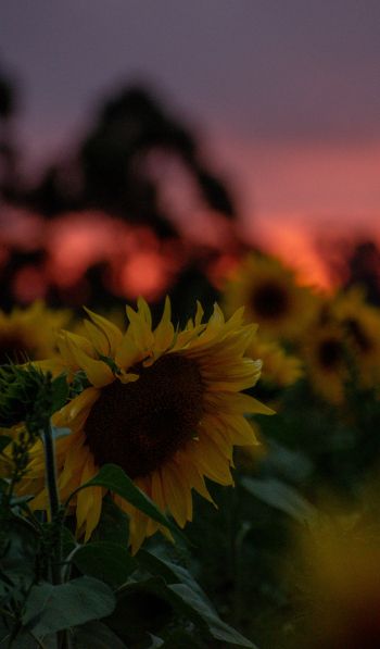 field of sunflowers, sunset, dawn Wallpaper 600x1024