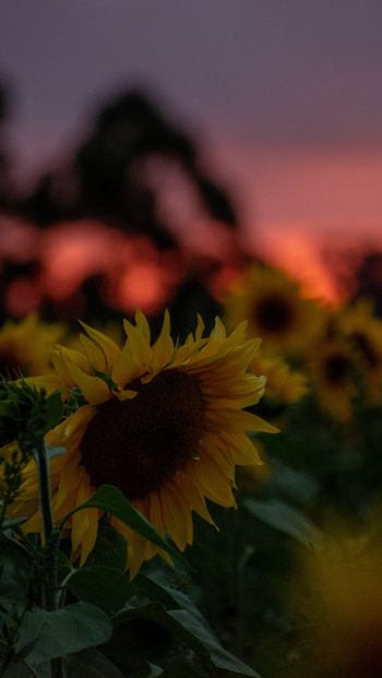 field of sunflowers, sunset, dawn Wallpaper 640x1136