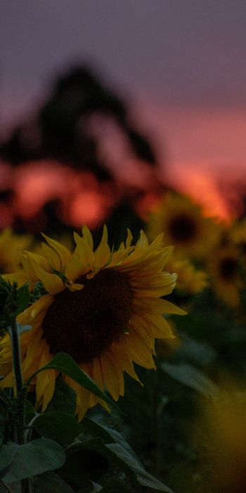 field of sunflowers, sunset, dawn Wallpaper 720x1440
