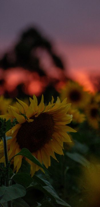 field of sunflowers, sunset, dawn Wallpaper 1440x2960