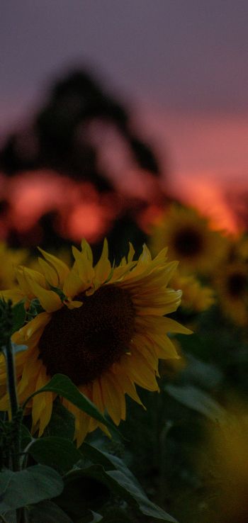 field of sunflowers, sunset, dawn Wallpaper 720x1520