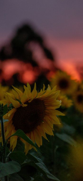 field of sunflowers, sunset, dawn Wallpaper 1125x2436
