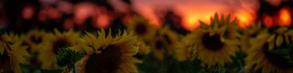 field of sunflowers, sunset, dawn Wallpaper 1590x400