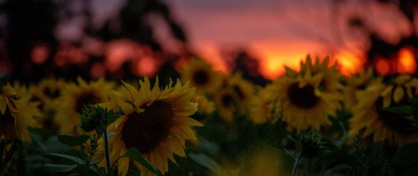 field of sunflowers, sunset, dawn Wallpaper 2560x1080