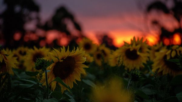 field of sunflowers, sunset, dawn Wallpaper 2048x1152