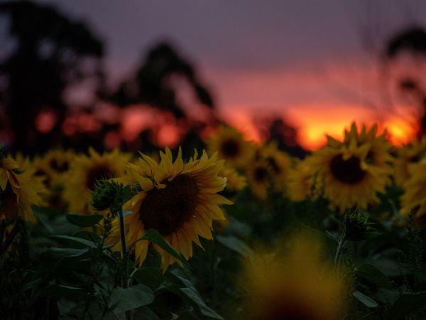 field of sunflowers, sunset, dawn Wallpaper 1024x768