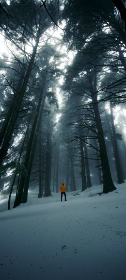 forest, winter, tall trees Wallpaper 1440x3200
