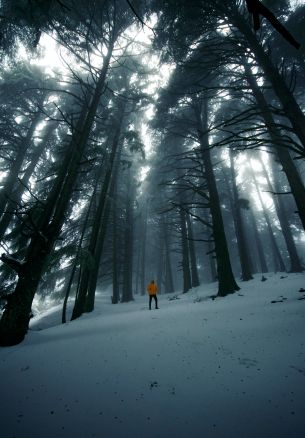 forest, winter, tall trees Wallpaper 1640x2360