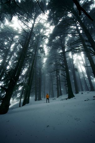 forest, winter, tall trees Wallpaper 4000x6000