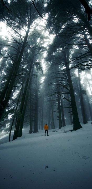 forest, winter, tall trees Wallpaper 1080x2220