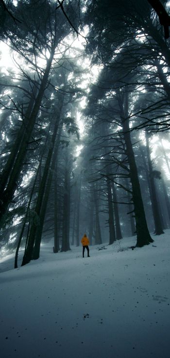 forest, winter, tall trees Wallpaper 1080x2280