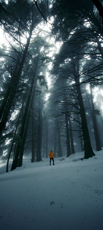 forest, winter, tall trees Wallpaper 720x1600