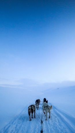 Svalbard, Svalbard and Jan Mayen, winter Wallpaper 640x1136