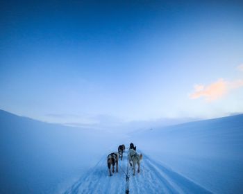 Svalbard, Svalbard and Jan Mayen, winter Wallpaper 1280x1024