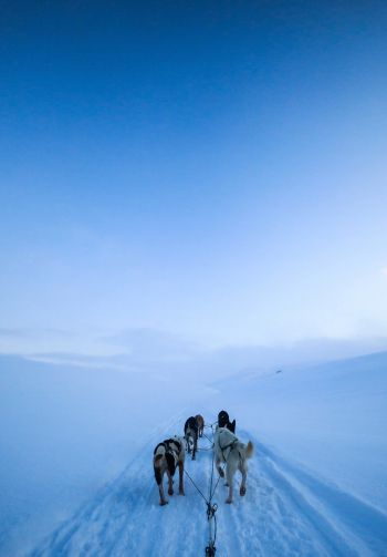 Svalbard, Svalbard and Jan Mayen, winter Wallpaper 1640x2360