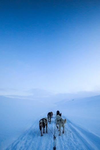 Svalbard, Svalbard and Jan Mayen, winter Wallpaper 640x960
