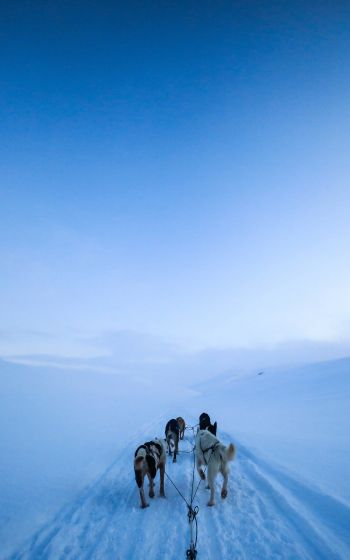 Svalbard, Svalbard and Jan Mayen, winter Wallpaper 1600x2560