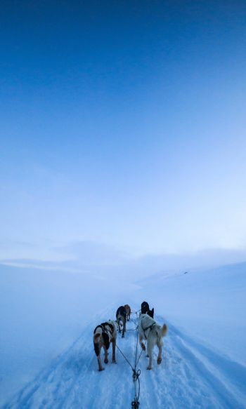 Svalbard, Svalbard and Jan Mayen, winter Wallpaper 1200x2000