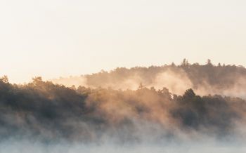 France, forest, fog Wallpaper 2560x1600