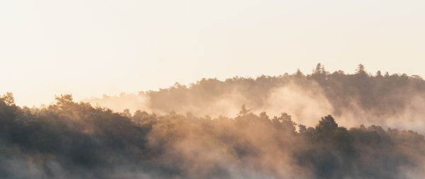 France, forest, fog Wallpaper 2560x1080