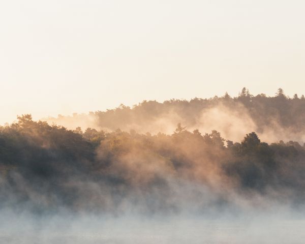 France, forest, fog Wallpaper 1280x1024